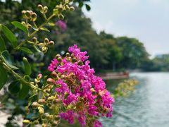 -荔湾湖公园