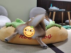 -逗柴咖啡屋·狗咖猫咖宠物桌游