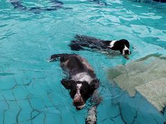 -趣玩宠物乐园寄养训犬训狗游泳池