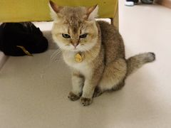 -猫在这儿猫咪咖啡馆·撸猫馆