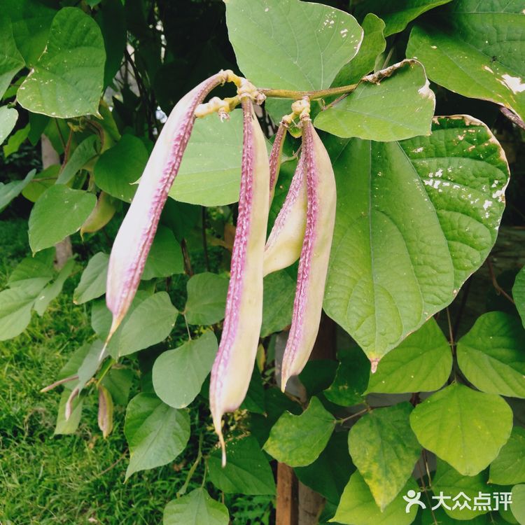 双子叶植物纲(Magnoliopsida)科