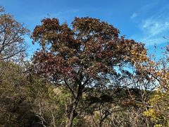 -北京西山国家森林公园