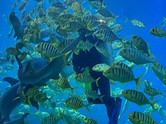 -太平洋海底世界