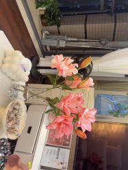 -哈颜科技轻美·