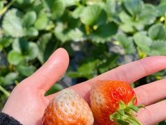 -尚田草莓姑娘白草莓采摘基地