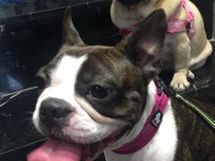 -MOLLY'S萌宠生活馆