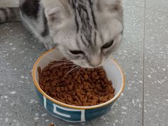-共舞时光猫咖·狗咖(新街口店)