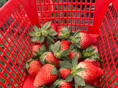 -喜杨洋草莓采摘园