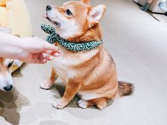 -逗柴咖啡屋·狗咖猫咖宠物桌游