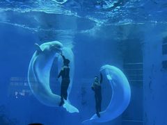 -海合安成都极地海洋公园