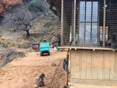 -岚山猴子公园