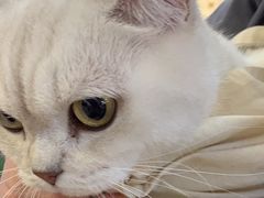 -伟伟宠物医院·CT影像中心·瑞派犬猫综合性门诊(汉口总院)