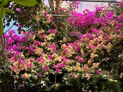 -呀路古热带植物园