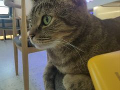 -喵园·猫主题咖啡厅·撸猫·猫咖(国贸店)