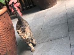 -静安公园(静安寺街道)