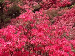 -木兰云雾山
