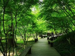 -西湖风景区十里琅珰-五云山