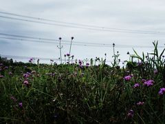 -紫颐香薰山谷景区