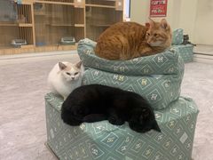 -Cappucimeow猫咪咖啡馆(韦伯时代店)