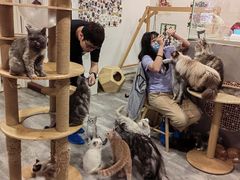 -楼上猫咖(罗湖店)