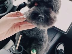 -读宠于你·约克夏比熊·睫角守宫·爬宠售卖(高新店)