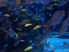 -成都浩海立方海洋公园