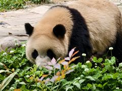 -中国大熊猫保护研究中心雅安碧峰峡基地