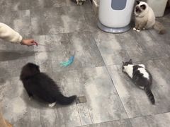 -楼上猫咖(罗湖店)