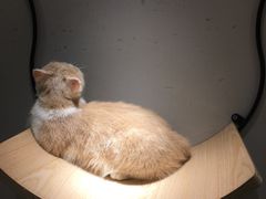 -飞行喵MR PILOT|猫舍·猫咖(静安大融城店)
