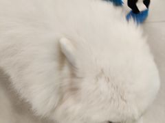 -安格丽娜·狗咖·猫咖羊驼咖(春熙路百盛商场店)