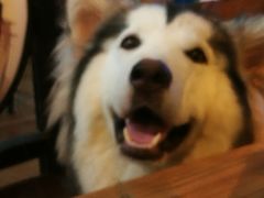 -李小姐の猫咖啡馆(五角场店)