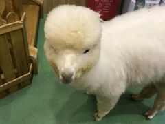 -藦茜花园宠物主题亲子互动体验馆(国顺东路店)