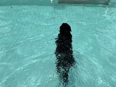 -帕帕拉兹宠物(亚洲旗舰店)