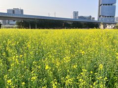 -光明小镇欢乐田园