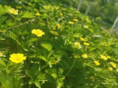 -天津东丽湖风景区