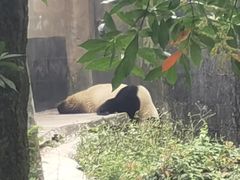 -中国大熊猫保护研究中心雅安碧峰峡基地