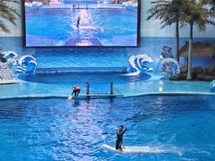-海合安成都极地海洋公园