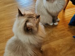 -滚猫咖啡·猫咖·猫友好撸猫(未来城店)