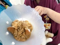 -美联众合动物医院·24h京西诊疗中心