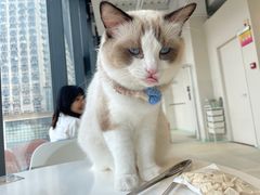 -怪兽屋·羊驼·猫咖·狗咖(俊华广场店)