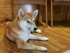 -柴务处·柴犬主题狗咖