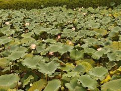 -李小龙乐园(顺德均安店)