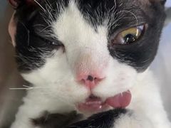 -瑞派动物医院·猫专科·至诚(江南中分院)