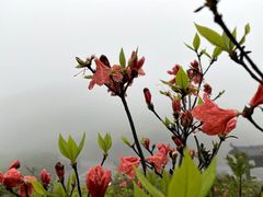 -大围山国家森林公园
