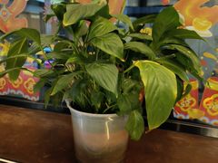 -滇铺子·云南特色菜·第九届野生菌美食节(东风东路c86店)