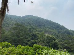 -火炉山森林公园