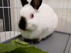 -瑞派·关忠动物医院·异宠专科·犬猫肿瘤·皮肤专科(望京店)