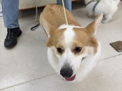 -爱妮康宠物医院·干细胞免疫细胞·肿瘤·心脏(张江店)