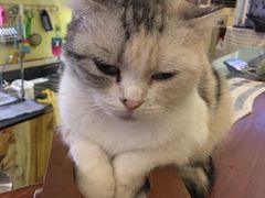 -猫色咖啡·猫咖