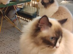 -喵喵咪呀布偶猫咖(春熙路店)